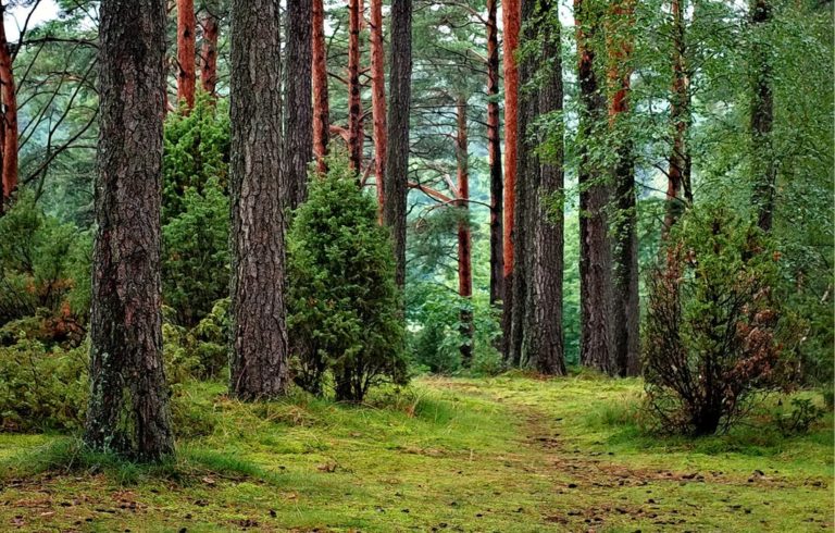 Some of the Reasons Why People Look Into Professional Tree Removal