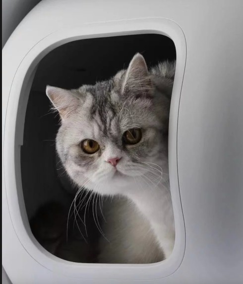 Furbulous Pet