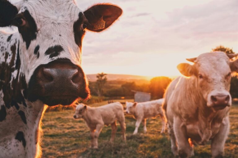 The Farming Industry Receives a Massive Boost from the New Breedbooks Program