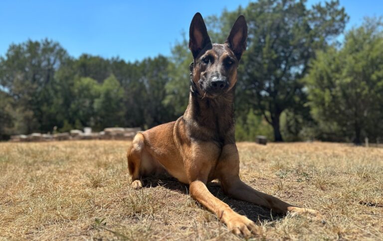 Security Meets Family: How a Protection Dog Can Enhance Your Home Life