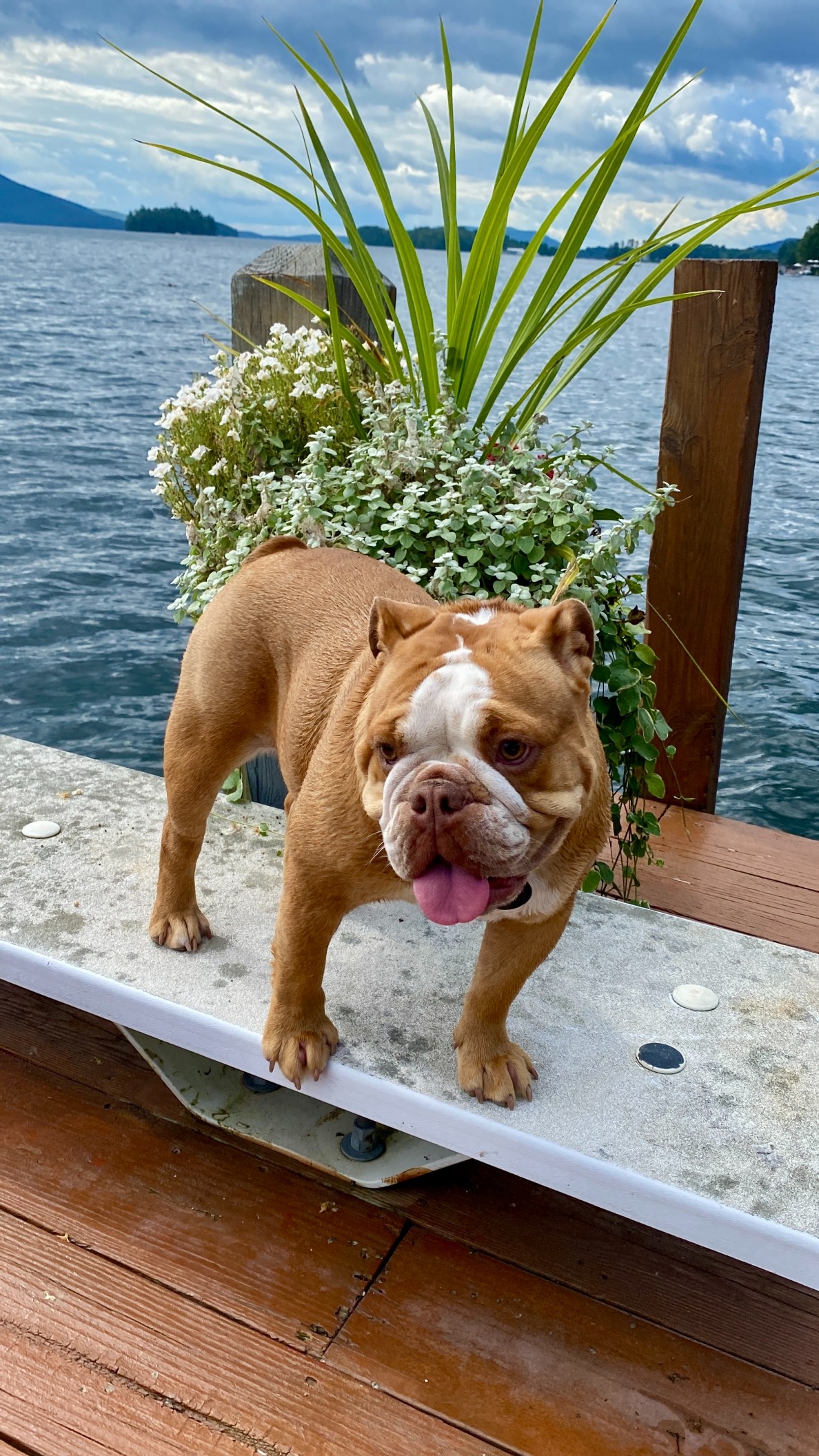 Luxury Lake George dog