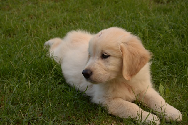 Raising golden cavalier puppies tips for new owners